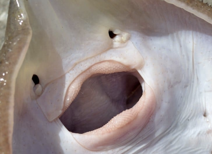 A close up of a stingray
