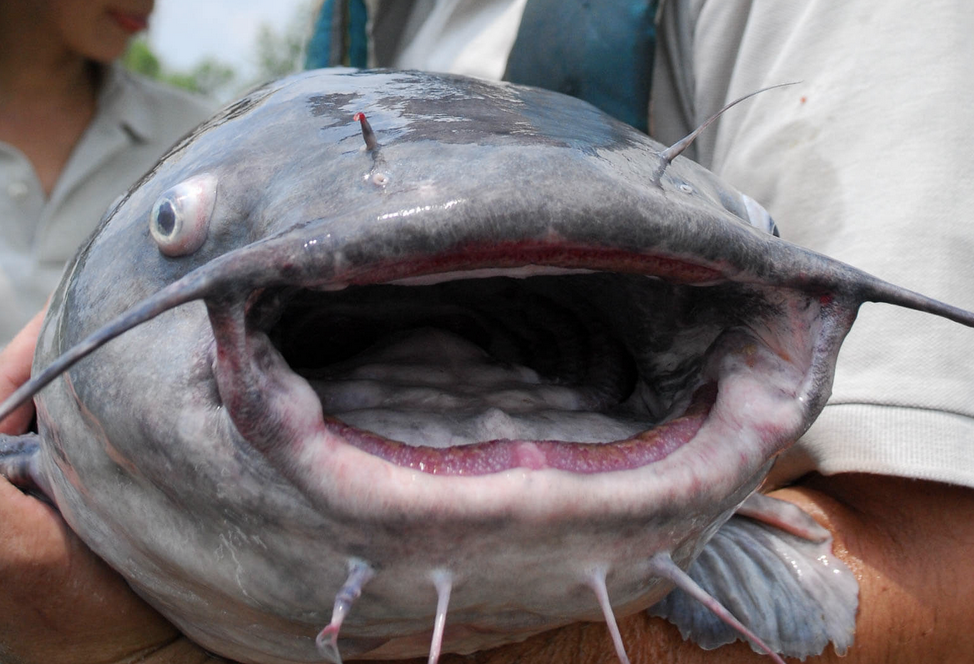 A close up of a blue catfish mouth